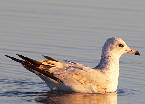 Ring-billed gull 1